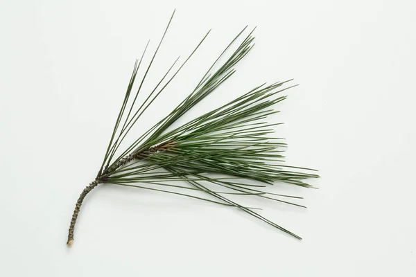 Pine Tree Leaves Isolated White Background — Stock Photo, Image