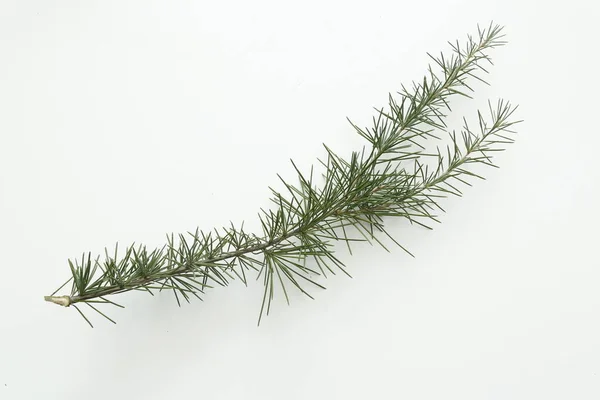 Pine Tree Leaves Isolated White Background — Stock Photo, Image