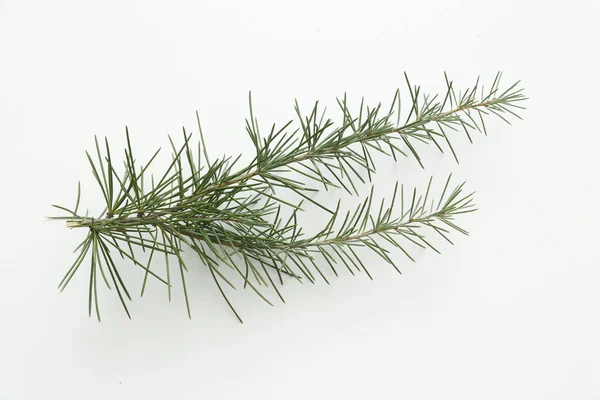 İzole edilmiş beyaz arkaplanda çam ağacı yaprakları