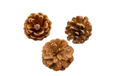 Üst görünüm çam kozalakları arka plan