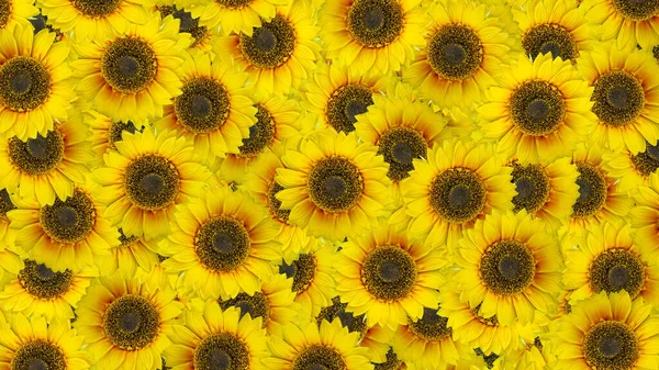 Slunečnicový Květ Pozadí Horní Pohled — Stock fotografie