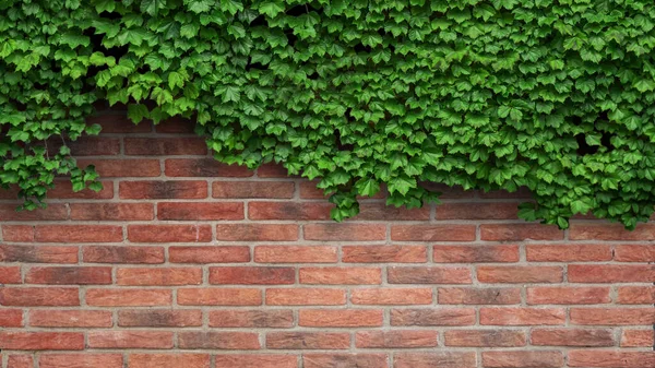 Efeupflanze Auf Einer Roten Ziegelmauer — Stockfoto