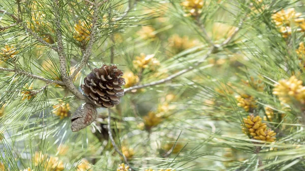 Background Cones Tree Branch — Stock Photo, Image