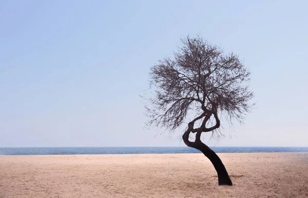 Silueta Solo Árbol Vista Frontal — Foto de Stock