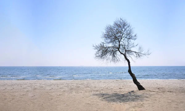 Silueta Solo Árbol Vista Frontal — Foto de Stock