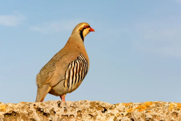 Oiseau perdrix Tchoukar sur un mur de pierre — Photo