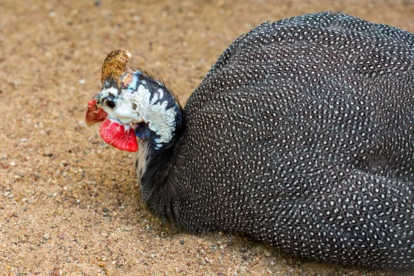 头戴钢盔的珍珠鸡 （美国东北大学） 躺在地上 — 图库照片