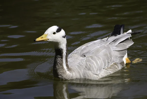 Bar-headed Geese swimming in pond — Stock Photo, Image