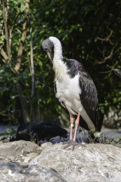 Ibis à cou paille (Threskiornis spinicollis) ) — Photo