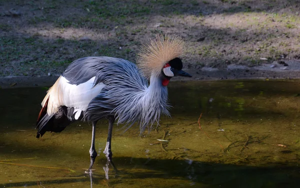 Kroonkraan in een vijver met natte veren — Stockfoto