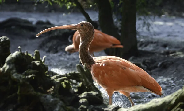 Scarlet ibis med en droppe vatten — Stockfoto