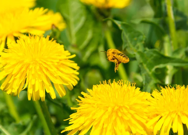 Pollen covered bee flying away from dandelion — Stock Photo, Image