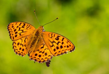 Ortak leopar veya benekli rustik (Phalanta phalantha)