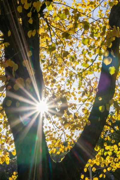 Belos Raios Luz Solar Com Céu Azul Através Folhas Coloridas — Fotografia de Stock