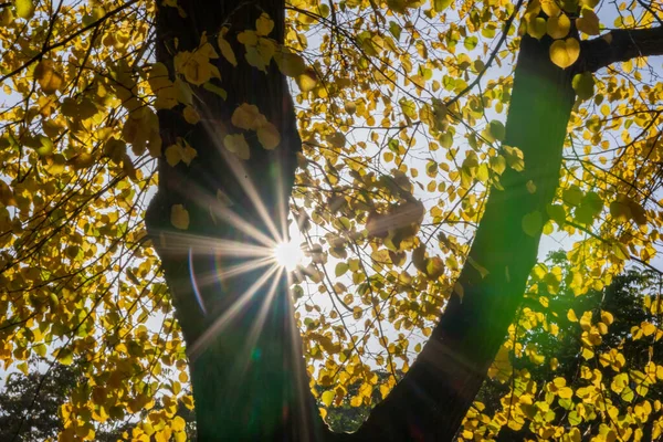 Hermosos Rayos Luz Solar Con Cielo Azul Través Hojas Coloridas —  Fotos de Stock