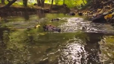 Ormandaki doğal dere yavaş çekimde ve alçak açıdan bakıldığında ormanın içinde ipeksi dalgalanmalarla yüzen suyla birlikte huzur ve meditasyon ortamında doğa yürüyüşü maceralarını gösteriyor.