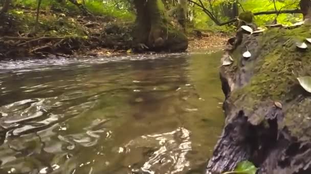 Natuurlijke Beek Een Bos Slow Motion Lage Hoek Uitzicht Toont — Stockvideo