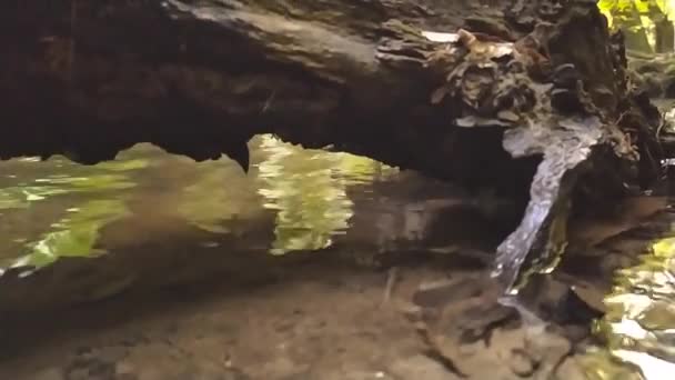 Естественный Ручей Лесу Замедленной Съемке Низким Углом Зрения Показывает Походы — стоковое видео