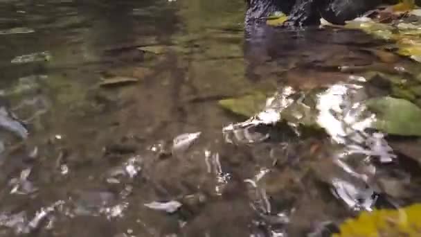 Ruisseau Naturel Dans Une Forêt Ralenti Vue Faible Angle Montre — Video