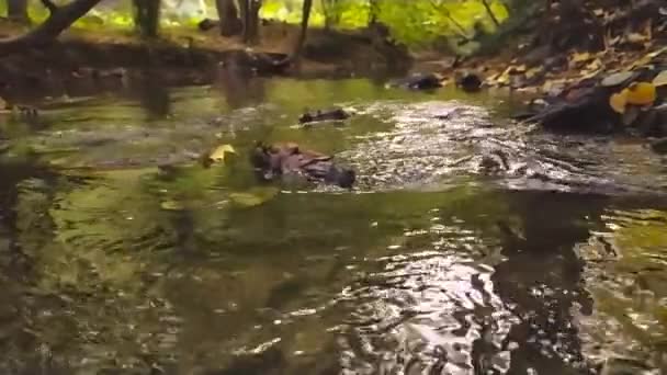 Φυσικό Ρυάκι Ένα Δάσος Αργή Κίνηση Και Χαμηλή Γωνία Θέα — Αρχείο Βίντεο