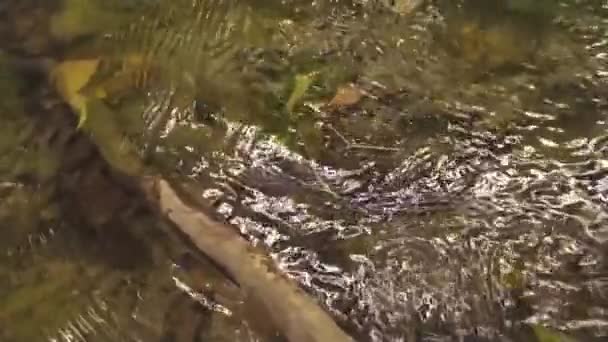 Ruisseau Clair Ruisseau Cristallin Dans Une Forêt Verdoyante Comme Beaux — Video