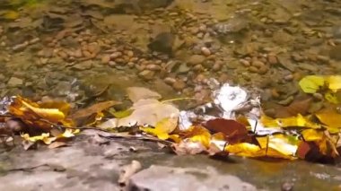 Yeşil bir ormandaki berrak dere ve kristal berrak dere ormandaki yosunlu kayaların üzerinden akan akıntıyla birlikte vahşi doğada doğa turu maceralarının güzel manzarası ve sakin meditasyon.