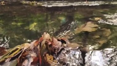 Yeşil bir ormandaki berrak dere ve kristal berrak dere ormandaki yosunlu kayaların üzerinden akan akıntıyla birlikte vahşi doğada doğa turu maceralarının güzel manzarası ve sakin meditasyon.