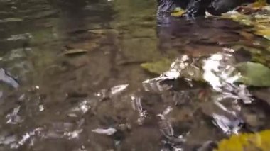 Yeşil bir ormandaki berrak dere ve kristal berrak dere ormandaki yosunlu kayaların üzerinden akan akıntıyla birlikte vahşi doğada doğa turu maceralarının güzel manzarası ve sakin meditasyon.