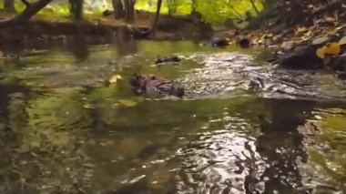 Yeşil bir ormandaki berrak dere ve kristal berrak dere ormandaki yosunlu kayaların üzerinden akan akıntıyla birlikte vahşi doğada doğa turu maceralarının güzel manzarası ve sakin meditasyon.