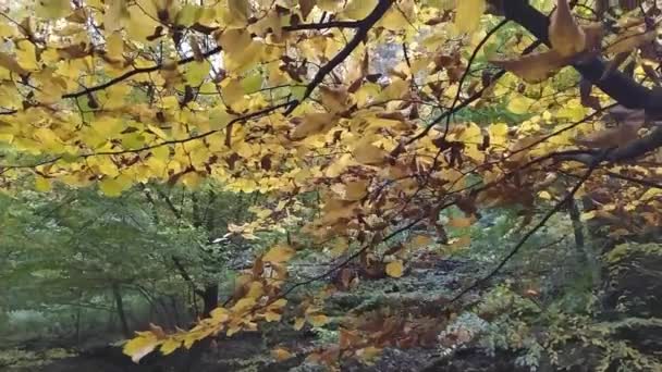 在阳光普照的森林里 透过背光的树叶 在健康的环境中 透过绿叶 在秋天和秋天的森林里 透过清澈的空气和田园诗般的景色 眺望美丽的森林 — 图库视频影像
