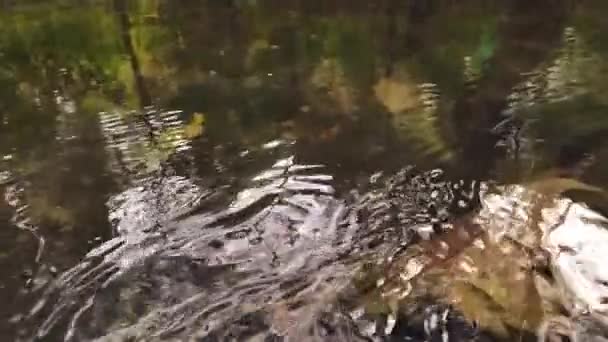 Heldere Beek Kristalheldere Kreek Een Groen Bos Als Prachtig Landschap — Stockvideo