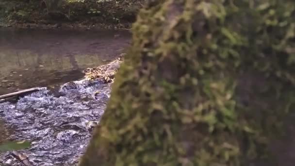 Klarer Bach Und Kristallklarer Bach Einem Grünen Wald Als Schöne — Stockvideo