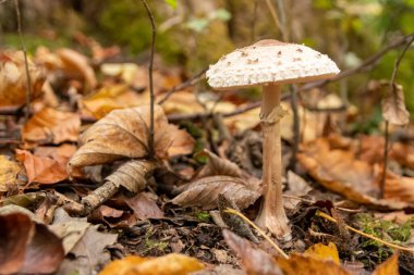 Sonbaharda mantar turnesinde bulunan mantar mantarlı mantar mantarı mantar mevsiminde arka planda kahverengi yapraklı, lezzetli ama muhtemelen zehirli ve tehlikeli orman meyveleri.