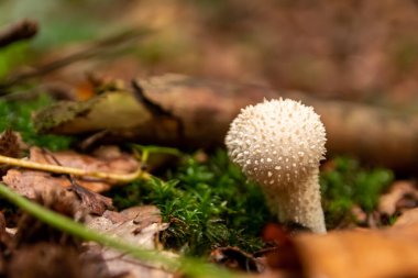 Sonbaharda mantar turunda bulunan bir ormanda mantar makrosu. Mantar mevsiminde arka planda kahverengi yapraklar var. Lezzetli ama muhtemelen zehirli ve tehlikeli orman meyveleri.