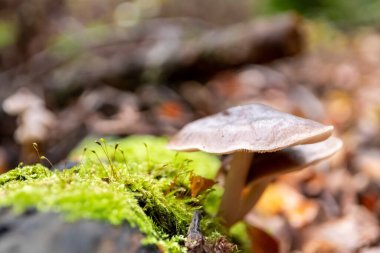 Sonbaharda mantar turunda bulunan bir ormanda mantar makrosu. Mantar mevsiminde arka planda kahverengi yapraklar var. Lezzetli ama muhtemelen zehirli ve tehlikeli orman meyveleri.