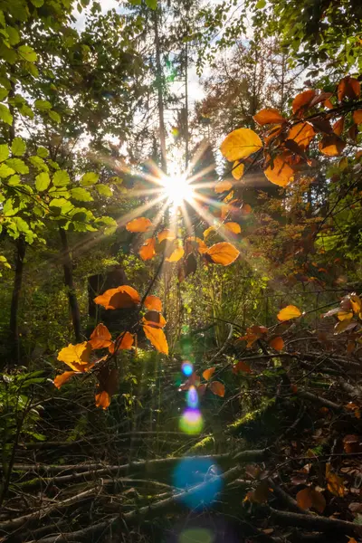 Hermosos Rayos Sol Rayos Luz Través Hojas Coloridas Mañana Temprano —  Fotos de Stock