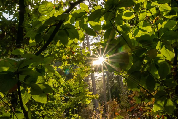 Hermosos Rayos Sol Rayos Luz Través Hojas Coloridas Mañana Temprano —  Fotos de Stock