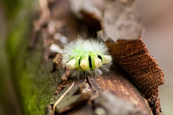 Big Yellow Hairy Caterpillar Bushy Red Tail Calliteara Pudibunda Hides — Stock Photo, Image