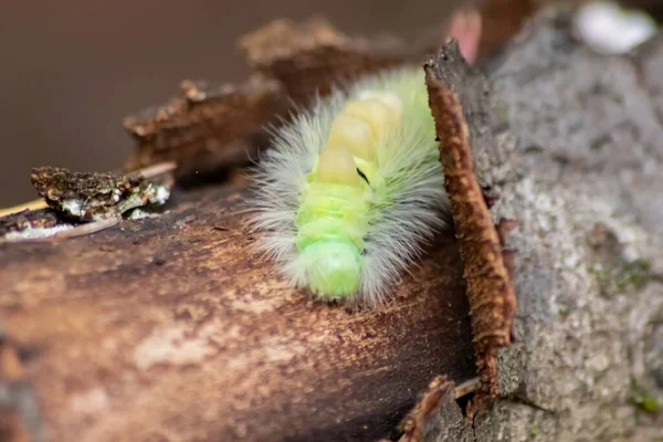 Grote Gele Harige Rups Met Bossige Rode Staart Calliteara Pudibunda — Stockfoto