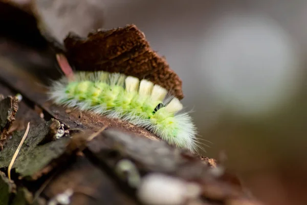 꼬리를 커다란 애벌레 토라푸디 머리와 녹색을 위험에 처하여 아름다운 나비가 — 스톡 사진