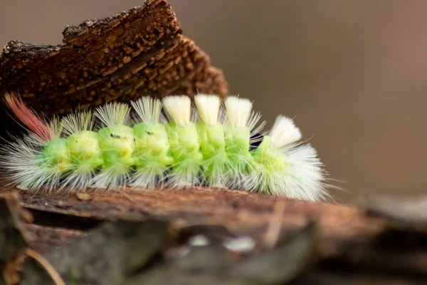 꼬리를 커다란 애벌레 토라푸디 머리와 녹색을 위험에 처하여 아름다운 나비가 — 스톡 사진