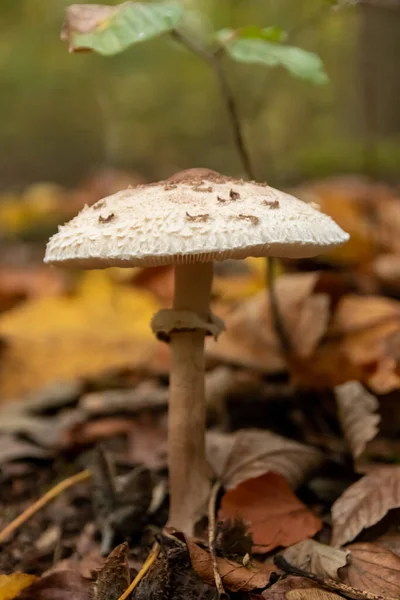 Big parasol mushroom in a forest found on mushrooming tour in autumn with brown foliage in backlight on the ground in mushroom season as delicious but possibly poisonous and dangerous forest fruit