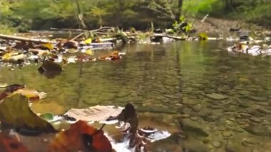 Yeşil bir ormandaki berrak dere ve kristal berrak dere ormandaki yosunlu kayaların üzerinden akan akıntıyla birlikte vahşi doğada doğa turu maceralarının güzel manzarası ve sakin meditasyon.