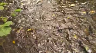 Sakin akan su kayaların üzerinden yavaş çekimde temiz suyla cennetsel yeşil doğada akıyor. Yeşil nehir kıyıları, ipeksi dalgalar ve dalgalarla rahatlatıcı bir atmosfer ve sakin su gösteriyor.