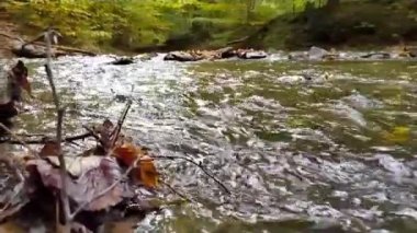 Sakin akan su kayaların üzerinden yavaş çekimde temiz suyla cennetsel yeşil doğada akıyor. Yeşil nehir kıyıları, ipeksi dalgalar ve dalgalarla rahatlatıcı bir atmosfer ve sakin su gösteriyor.