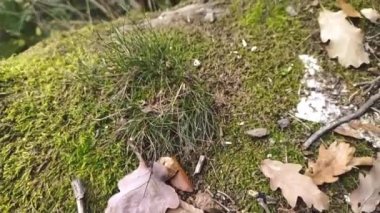 Yavaş çekimde kayaların ve taşların üzerinde dağ yürüyüşü turu yeşil yeşillik ve macera turlarının ve meditasyon ve sakin izolasyon yollarının huzurlu manzarasını gösteriyor.
