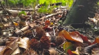Güneşli ormandaki arka plan yeşillikleri, güneş ışınları ve ağaçlarla dolu yeşil yapraklar, temiz hava ve sonbahar ve sonbahar mevsimlerinde ormandaki cennet manzaralarını seyret.