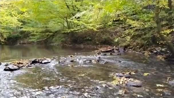 Crystal Clear Water Flowing Rocks Stones Moss Silky Ripples Forest — Stock Video