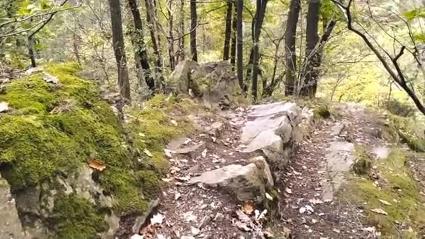 スローモーションで岩や石の上の森を歩くマウンテンハイキングツアーやPovは 瞑想的で静かな隔離で緑の葉やアドベンチャーツアートレイルやパスファインダーの牧歌的な風景を示しています — ストック動画