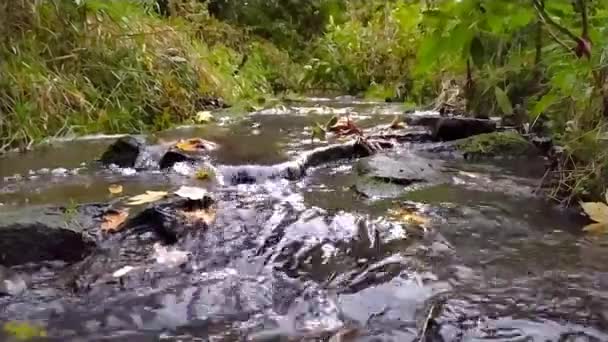 秋天和秋天 清澈的水带着苔藓和柔滑的涟漪 在岩石和石头上流淌 划过一条森林溪流 进行低角度的徒步旅行和特写 展现出田园风光 — 图库视频影像